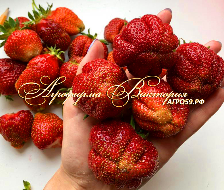 Клубника \